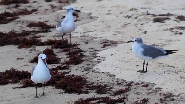 海藻の間に白いビーチの砂の上を歩くカモメの海鳥サラゾプラヤデルカルメンキンタナ Roo Mexico — ストック動画