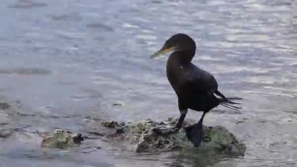 Néotropis Cormoran Longue Queue Cormorans Assis Sur Rocher Rocheux Dans — Video