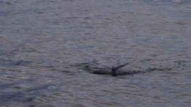 Uçan martı kuşu, Playa del Carmen Quintana Roo Meksika 'da bulutlarla mavi gökyüzü arka planına sahip sudaki besin balıklarını yakalıyor..