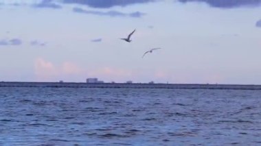 Flying seagull bird with blue sky background with clouds in Playa del Carmen Quintana Roo Mexico.