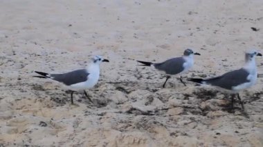 Martı martıları, beyaz kumsalda, yosun Sargazo Playa del Carmen Quintana Roo arasında yürüyen deniz kuşları..