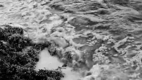 Багато Червоних Дуже Огидних Морських Водоростей Саргазо Сміття Забруднене Навколишнє — стокове відео