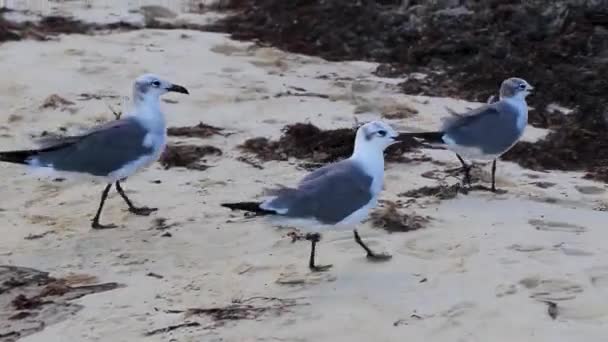 Möwen Möwen Seevögel Auf Dem Weißen Strand Sand Zwischen Algen — Stockvideo