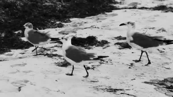 Gabbiano Gabbiani Uccelli Marini Piedi Sulla Sabbia Bianca Spiaggia Tra — Video Stock