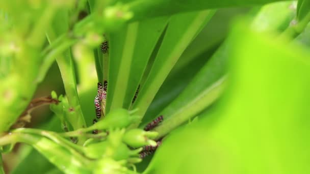 Belles Petites Cigales Colorées Sur Les Feuilles Vertes Une Plante — Video