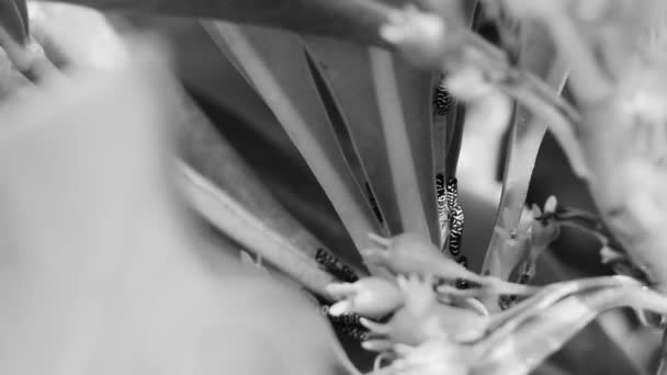 Όμορφα Μικρά Πολύχρωμα Τζιτζίκια Πράσινα Φύλλα Ενός Φυτού Στην Playa — Αρχείο Βίντεο