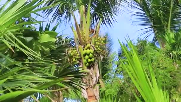Tropische Natuurlijke Mexicaanse Palmboom Met Kokosnoten Blauwe Lucht Achtergrond Playa — Stockvideo