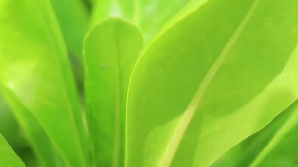 Mooie Kleine Kleurrijke Krekels Groene Bladeren Van Een Plant Playa — Stockvideo