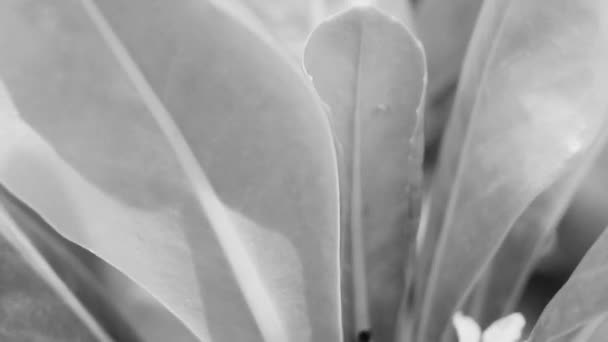 Mooie Kleine Kleurrijke Krekels Groene Bladeren Van Een Plant Playa — Stockvideo