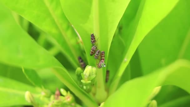 Belles Petites Cigales Colorées Sur Les Feuilles Vertes Une Plante — Video