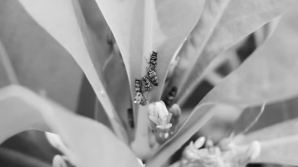 Schöne Kleine Bunte Zikaden Auf Grünen Blättern Einer Pflanze Playa — Stockvideo