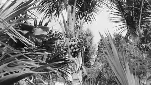 Palma Messicana Naturale Tropicale Con Noci Cocco Sfondo Cielo Blu — Video Stock