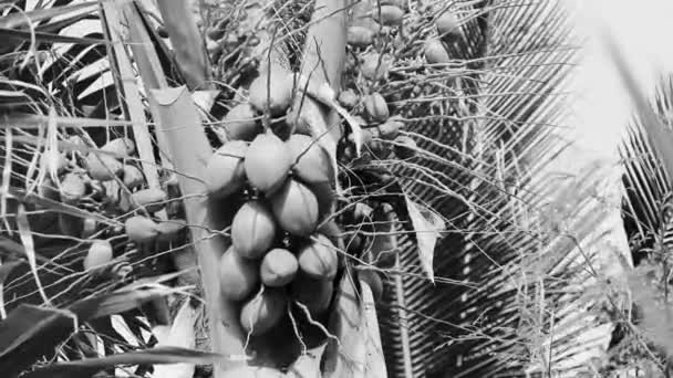 Tropisk Naturlig Mexikansk Palm Med Kokosnötter Och Blå Himmel Bakgrund — Stockvideo