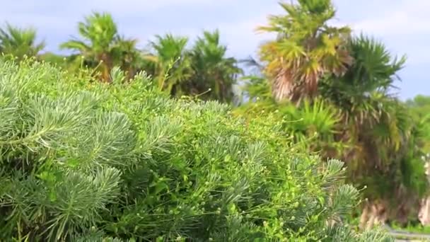 熱帯メキシコのカリブ海のビーチは プラヤデルカルメンキンタナ メキシコで曇った青空とジャングルの森の自然でヤシの木とモミの木を植えます — ストック動画