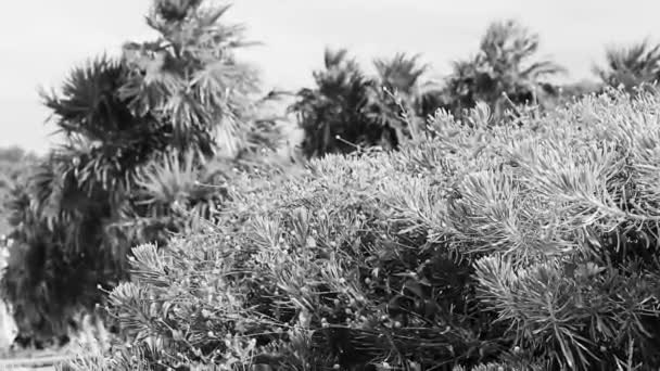 墨西哥普莱亚德尔卡门金塔纳罗奥州热带美洲驯鹿海滩棕榈树和丛林森林中的冷杉树 蓝天多云 — 图库视频影像