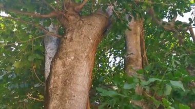 Playa del Carmen Quintana Roo Meksika 'da Ficus maxima incir ağacı..
