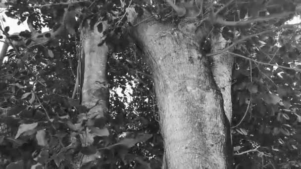 Enorme Bela Ficus Maxima Árvore Figueira Playa Del Carmen Quintana — Vídeo de Stock