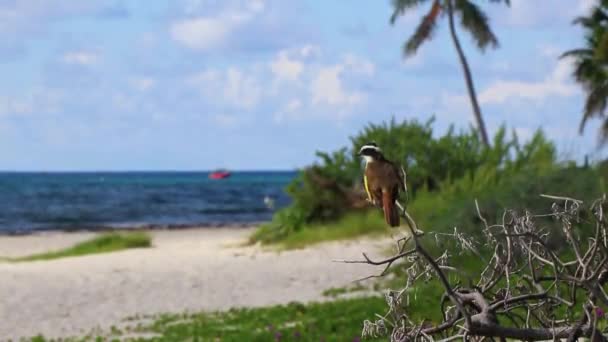 Große Kiskadee Sitzt Auf Ast Und Poops Tropischen Karibischen Dschungel — Stockvideo