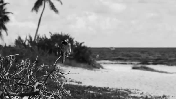 Great Kiskadee Sitting Branch Poops Tropical Caribbean Jungle Nature Playa — Stock Video