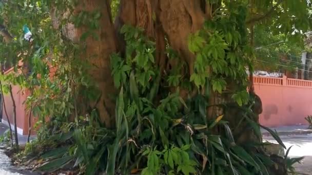 墨西哥普莱雅德尔卡门金塔纳罗奥州的巨大美丽的Ficus Maxima Fig树 — 图库视频影像