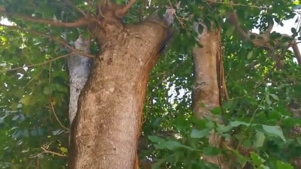 Huge Beautiful Ficus Maxima Fig Tree Playa Del Carmen Quintana — Stock Video