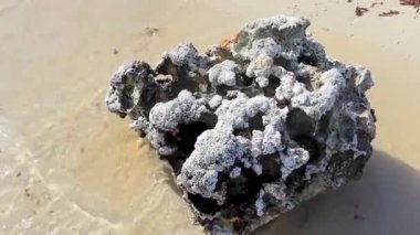 Stones rocks and corals with sea urchins inside in turquoise green and blue water on the beach in Playa del Carmen Quintana Roo Mexico.