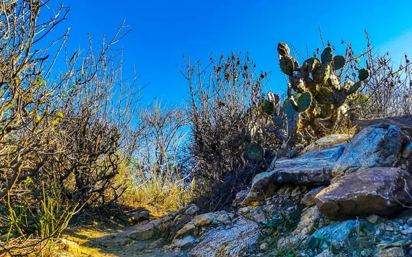Rocas Acantilados Montañas Cubiertas Naturaleza Plantas Árboles Arbustos Flores Cactus — Foto de Stock