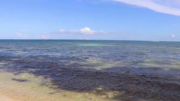 Красивый Карибский Пляж Совершенно Грязный Грязный Грязные Морские Водоросли Саргазо — стоковое видео