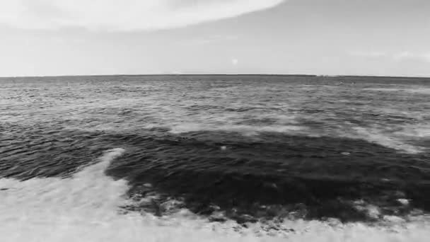 Beautiful Caribbean Beach Totally Filthy Dirty Nasty Seaweed Sargazo Problem – stockvideo