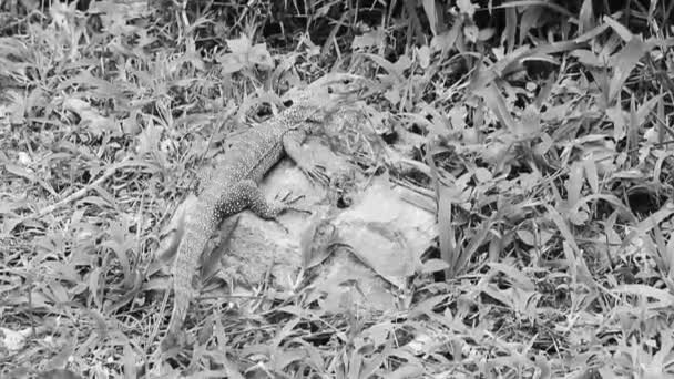 Lézards Geckos Iguanes Reptiles Dans Nature Thaï Sur Roche Pierre — Video