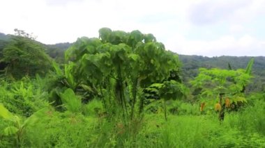Güney Asya 'daki Phuket Adası Tayland' daki Sakhu Thalang 'da güzel doğal manzara ve tropikal orman..