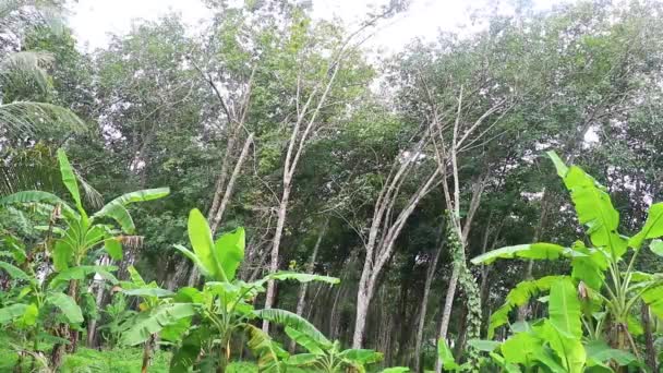 Резиновые Деревья Тропических Лесах Природа Саху Таланге Острове Пхукет Таиланд — стоковое видео