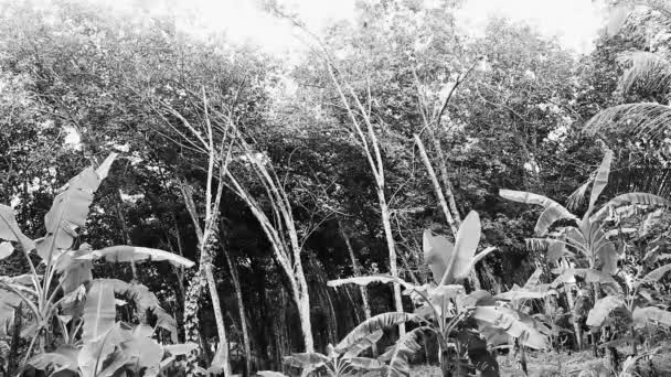 Gummiträd Tropisk Skogsnatur Sakhu Thalang Phuket Thailand Sydostasien — Stockvideo