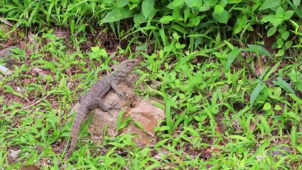 Jaszczurki Geckos Iguany Gadów Tajskiej Przyrody Kamiennej Skale Gałęzi Dżungli — Wideo stockowe