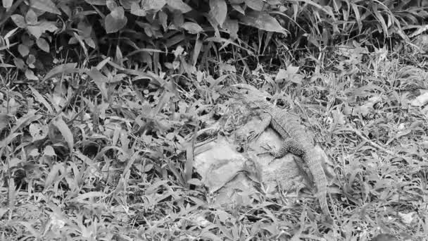 Ящерицы Игуанас Рептилии Тайском Природе Каменных Скалах Ветви Джунглях Саху — стоковое видео