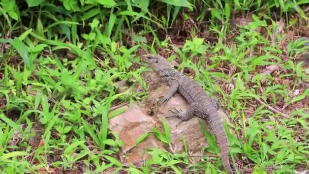 东南亚Phuket岛上Sakhu Thalang的石岩和丛林里的树枝上有泰山地区的蜥蜴 鬣蜥和爬行动物 — 图库视频影像