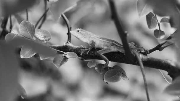 Саху Таланг Острові Пхукет Таїланд Soutlizards Geckos Iguanas Рептилії Тайській — стокове відео