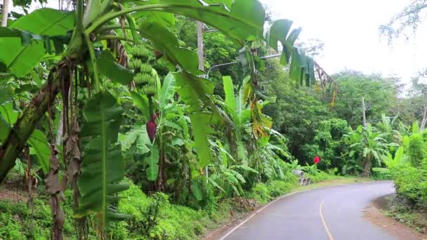 Natürliches Landschaftspanorama Mit Straßenautos Wald Dschungel Natur Und Berg Sakuh — Stockvideo