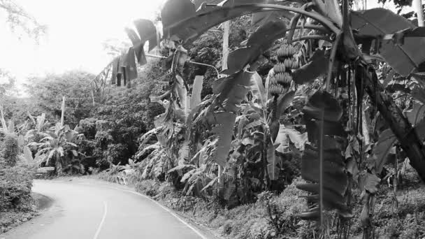 Natürliches Landschaftspanorama Mit Straßenautos Wald Dschungel Natur Und Berg Sakuh — Stockvideo