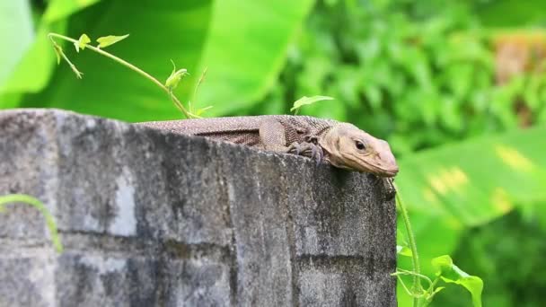 东南亚普吉岛Sakhu Thalang丛林中石墙上的太湖地区的蜥蜴 鬣蜥和爬行动物 — 图库视频影像