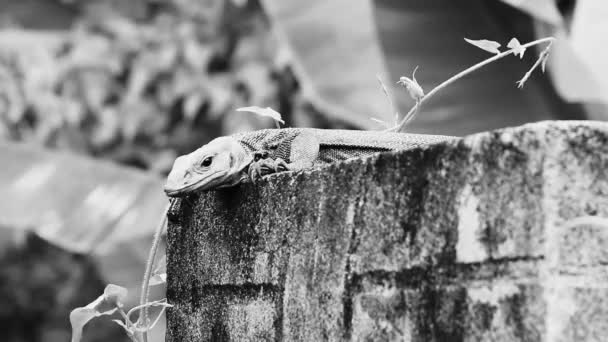 Lizards Geckos Iguanas Reptiles Thai Nature Stone Rock Wall Jungle — Stock Video