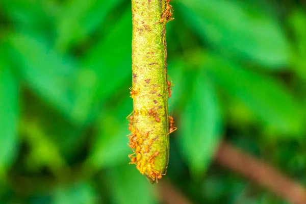 Große Rote Tropische Ameisen Krabbeln Auf Pflanzen Baum Sakhu Thalang — Stockfoto