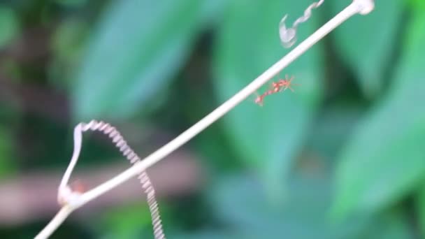 Grandes Formigas Tropicais Vermelhas Rastejando Escalando Árvore Plantas Sakhu Thalang — Vídeo de Stock