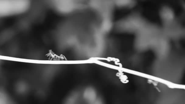 在东南亚的泰国普吉岛的萨库塔朗 红色的大热带蚂蚁爬上了植物树 — 图库视频影像