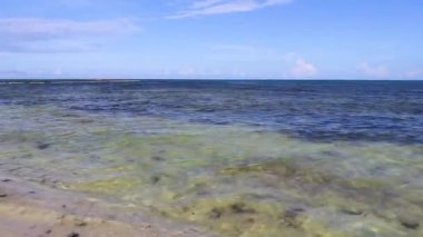 The beautiful Caribbean beach totally filthy and dirty the nasty seaweed sargazo problem in Playa del Carmen Quintana Roo Mexico.
