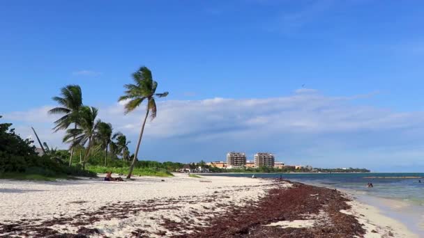 Frumoasa Plajă Din Caraibe Complet Murdară Murdară Problema Algelor Marine — Videoclip de stoc