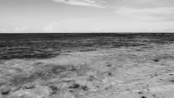 Beautiful Caribbean Beach Totally Filthy Dirty Nasty Seaweed Sargazo Problem — Stock video