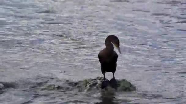 Neotropis Long Tailed Cormorant Cormorants 바위에 바위에 멕시코 플라야델 카르멘 — 비디오