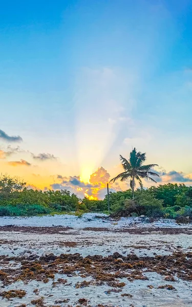 美丽的夕阳西下 美丽的夕阳西下在加勒比海畔 在墨西哥卡门 金塔纳罗奥州 蓝绿色的海水和大量的海藻沙加佐 — 图库照片