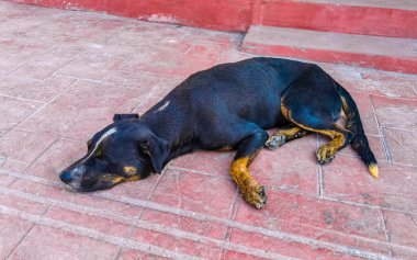 Sokak köpeği Puerto Escondido Oaxaca 'da sokakta uyuyor ve dinleniyor..